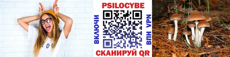 закладка  Пионерский  Псилоцибиновые грибы прущие грибы 